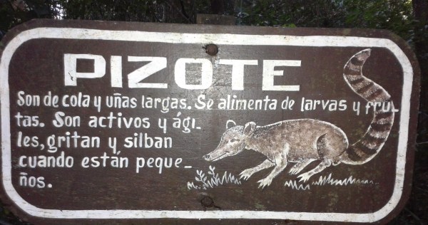 rc3b3tulo-pizote.jpg