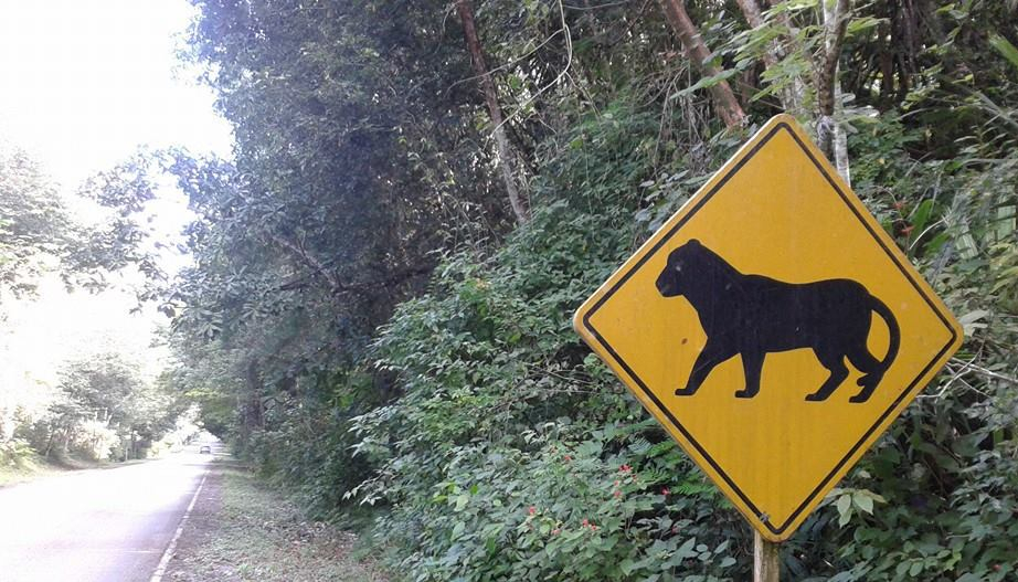 rotulo de jaguar en tikal