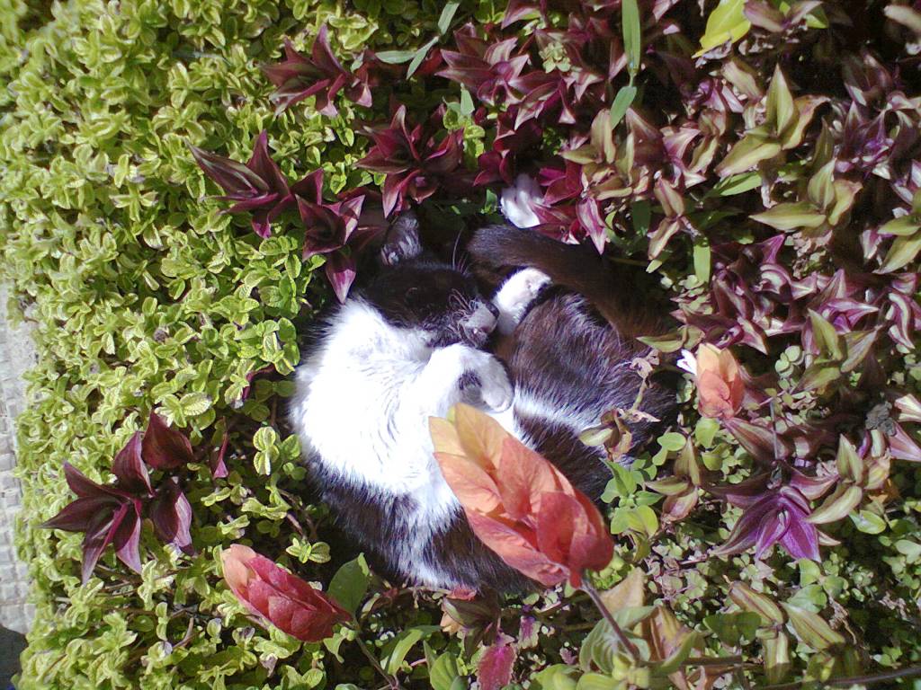 Un gato llamado&nbsp;Gato