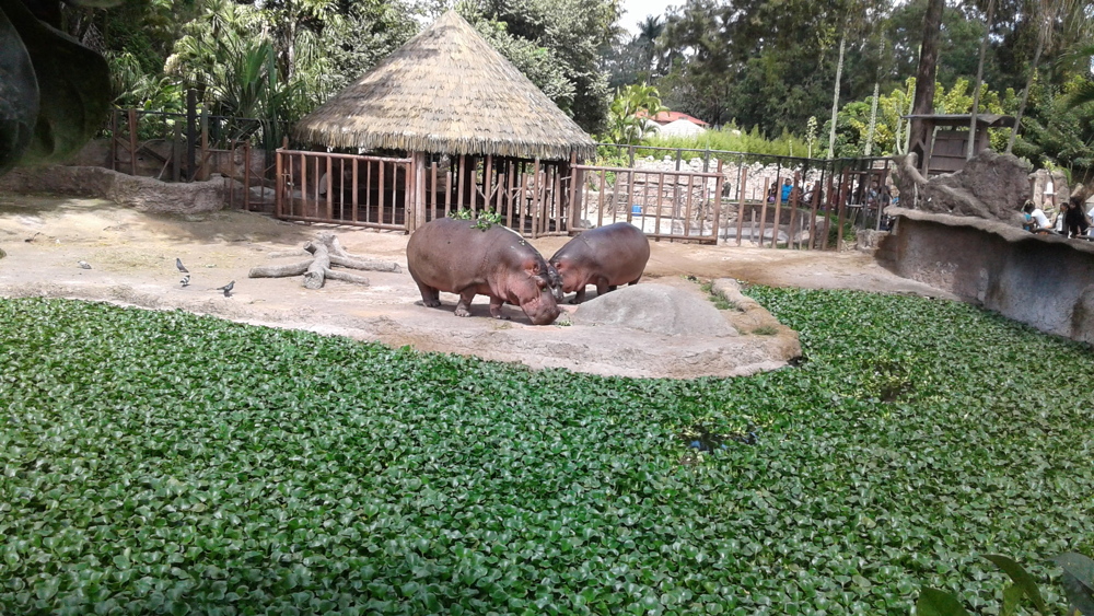 Zoológico La Aurora: Un espacio de recreación y paseo en Guatemala