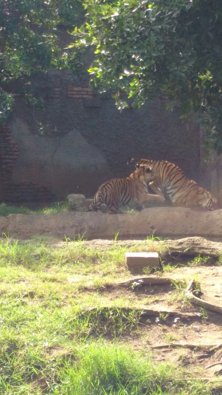 tigres de bengala zoo la aurora guatemala wichovalla