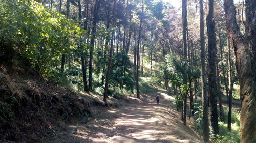 caminata en la cerra entre bosque