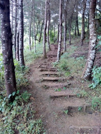 escalinata en green rush