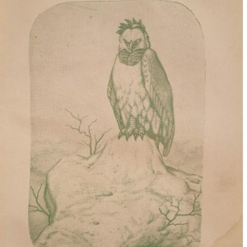 aguila arpia mundo del misterio verde