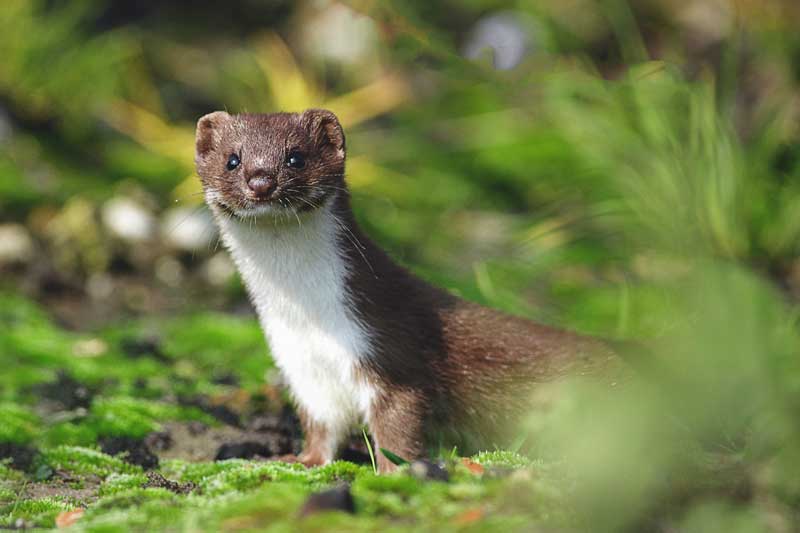 comadreja mansion pajaro serpiente
