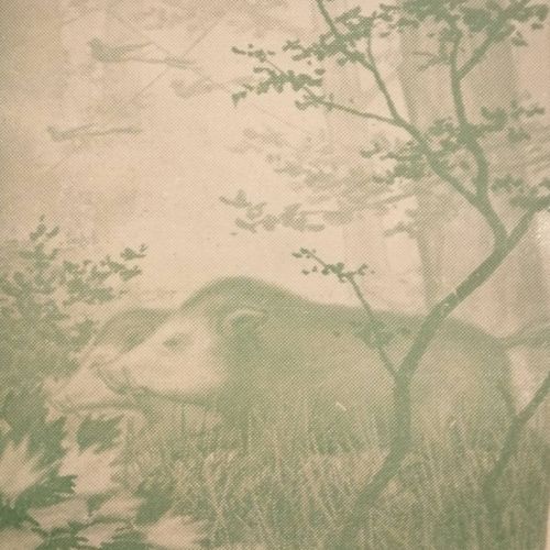 jabali mundo del misterio verde