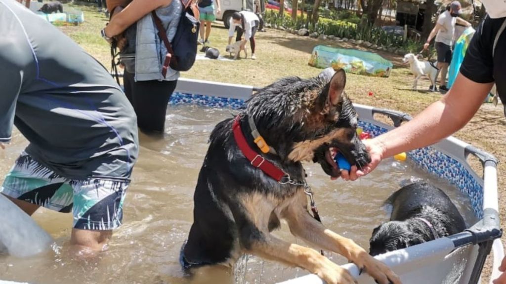 Moka y su primer splash day con la Tribu&nbsp;K9