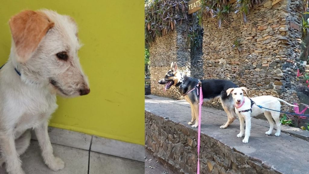 La llegada de Latte a nuestra vida, una perrita&nbsp;rescatada