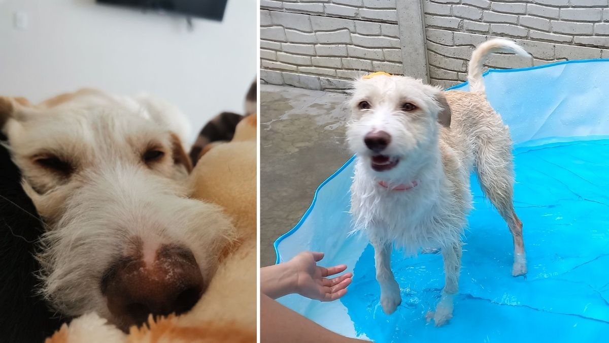 vivir-con-una-perrita-rescatada