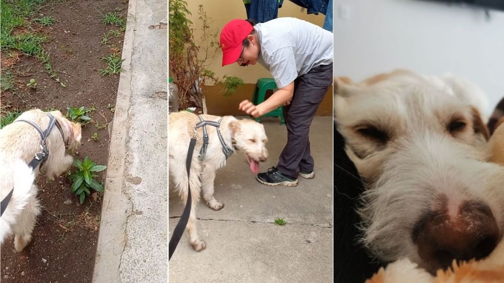 Primera clase de Latte en&nbsp;mantrailing