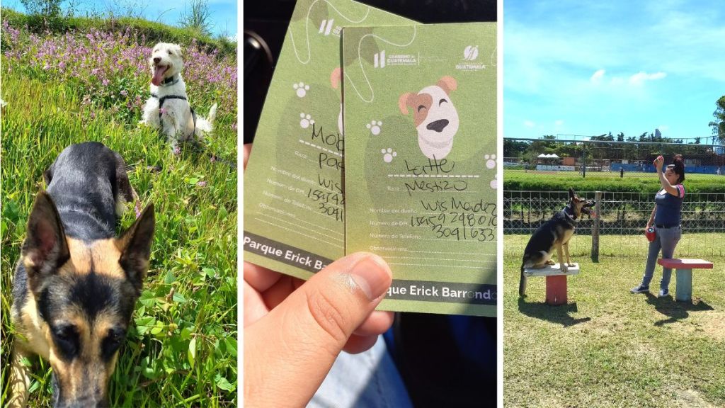 Pasos para pedir el carné para perros en Parques Deportivos de&nbsp;Guatemala